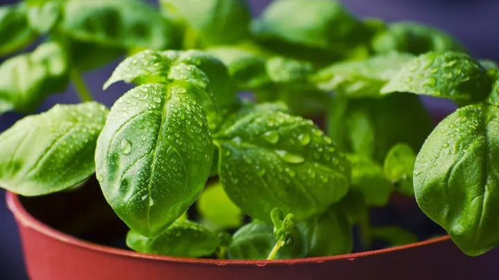 Deze 21 tuinhacks besparen je veel tijd en geld
