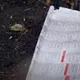As pessoas estão colocando jornal velho no seu jardim e é por isso