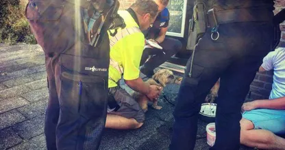 Politie heeft weer uitgedroogde hondjes uit hete auto moeten redden. We blijven waarschuwen! Delen svp!