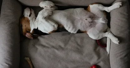 5 redenen waarom jouw hond graag op z’n rug slaapt