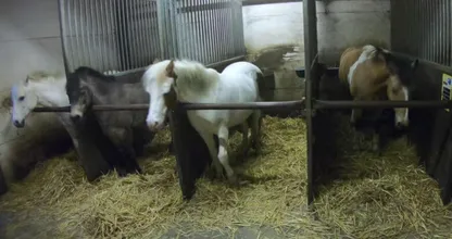 Zielig! Paarden in de manege worden ernstig verwaarloosd