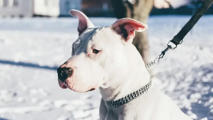 7 Words That Dogs Can Understand (And 4 That No Dog Can)