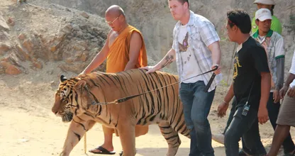 Een beruchte Tiger Temple is bijna 150 tijgers kwijtgeraakt, wij zijn blij met deze enorme redding!