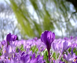 Hooikoortspatiënten opgelet: dit weekend alweer veel pollen