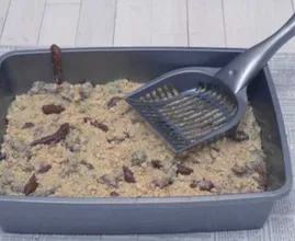 With this simple trick you'll never have to clean the cat litter box again!