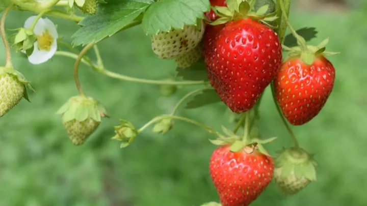 Lekker en gezond: 5 redenen waarom aardbeien zo goed voor je zijn