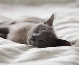 Wow! Deze Instagram-famous kat heeft geen ogen
