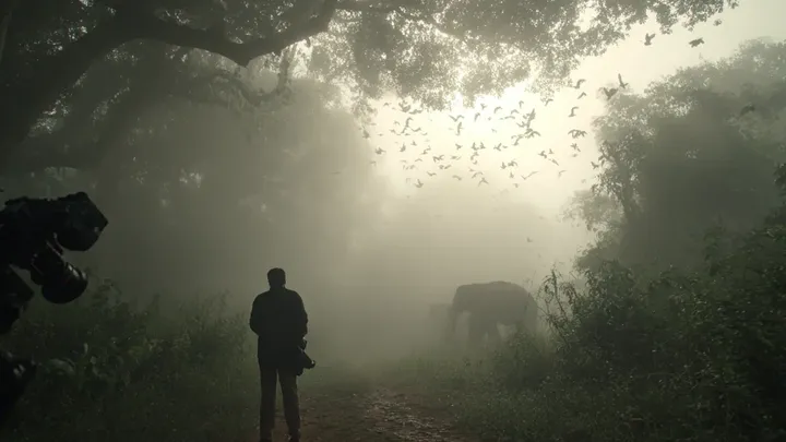 Lone Elephant Bellows In The Forest For Hours — When Villagers Discover Why, They Realize It’s Worse Than It Seems 