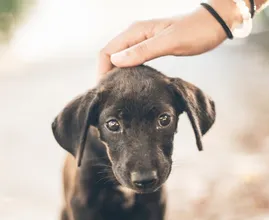 4 onverwachtse dingen waar je hond een hekel aan heeft