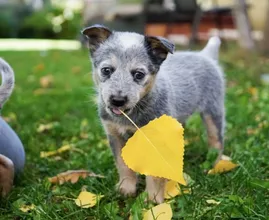 Pups moeten in 2020 verplicht een paspoort hebben