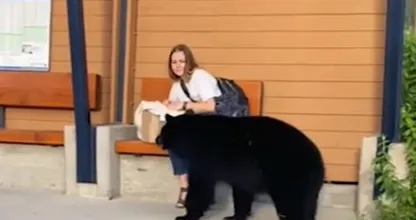 Woman Follows Bear into the Forest After It Unexpectedly Approaches Her at Bus Stop