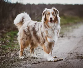 Je hond laten loslopen in deze gebieden kan je vanaf nu een boete tot 700 euro opleveren