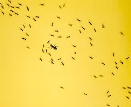Entomologist: this is how you rid your home of ants - for good!