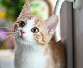 Om deze reden houden katten niet van gesloten deuren