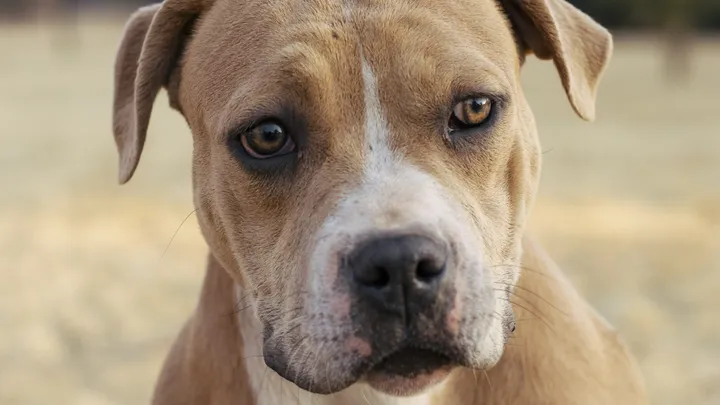 Esta pitbull se recusou a deixar o abrigo sem seu amigo chihuahua