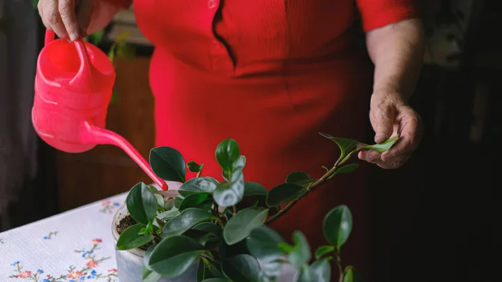 Houd je planten in leven met déze vier tips