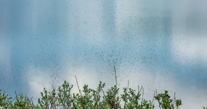 Ai: door de warmte kun je de komende dagen veel muggen verwachten