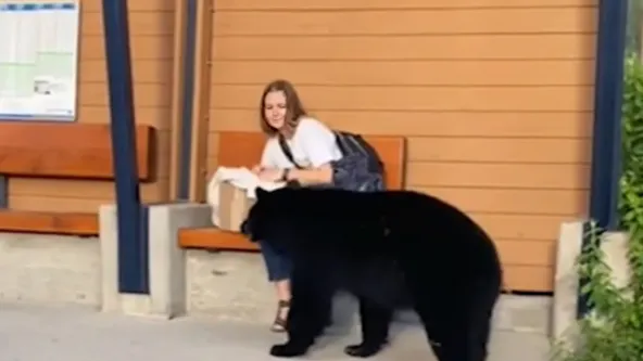 Una mujer sigue a un oso hasta el bosque después de que se le acercara inesperadamente en la parada del autobús
