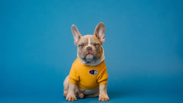 Bulldog perdido finalmente se reunió con su familia