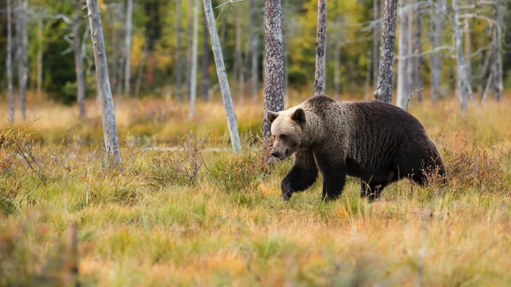 Check out the shocking things this mother bear does while fishermen save her cubs