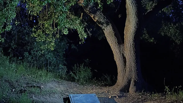 Ragazzo scopre 14 cani intorno a un albero, agente risolve il mistero