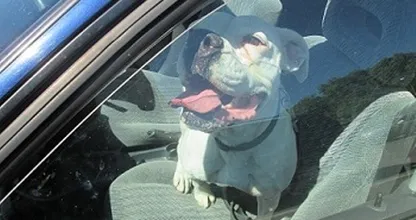 HERHAALDE OPROEP: hond overleden in te hete auto, zorg dat dit niet meer gebeurt! DELEN svp!