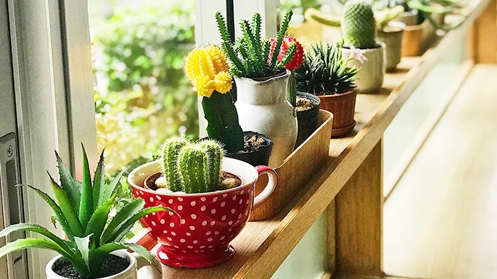 Ga je op vakantie? Zo overleven jouw kamerplanten bij een oppas