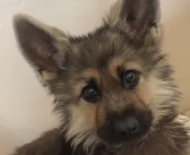 Deze Duitse Herder met dwerggroei blijft er altijd uitzien als puppy