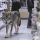 Wolf Breaks Into Pharmacy – What It Brings Leaves Pharmacist Speechless