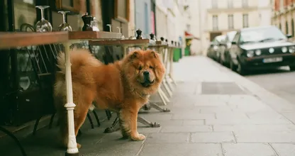 Dit is waarom een hond achter zijn eigen staart aan rent