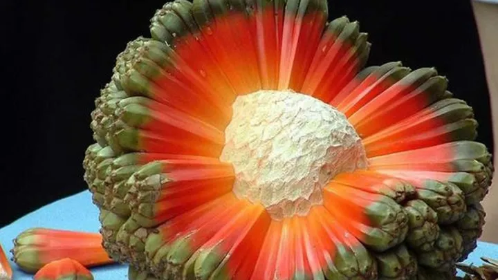 20 ungewöhnliche Früchte aus der ganzen Welt