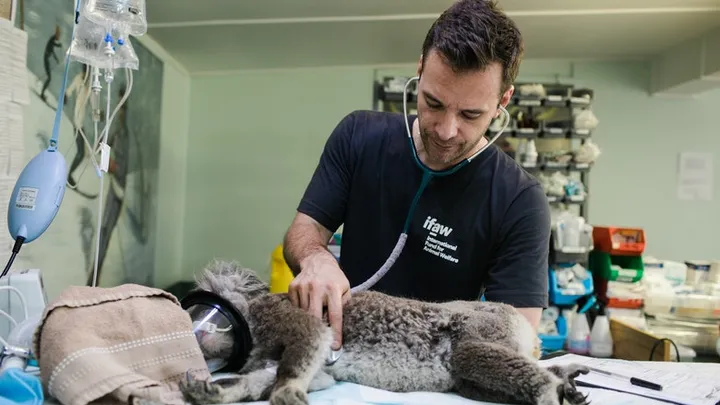 Como reconhecer se seu animal de estimação está lidando com demência