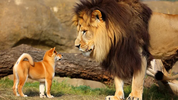 Un cachorro se cuela en el recinto de los leones: ¡lo que graban los cuidadores del zoo es increíble!
