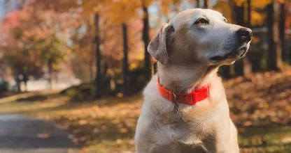 Hartverscheurend: baasje laat hond achter in het bos en rijdt weg