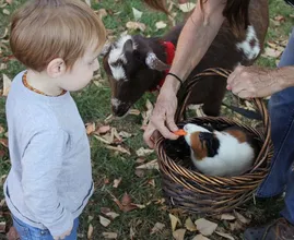 Eropuit met de kleine: kinderboerderijen openen hun deuren weer
