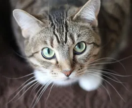 Kat een ongelukje gehad? Zo verwijder je de vieze geur van kattenurine