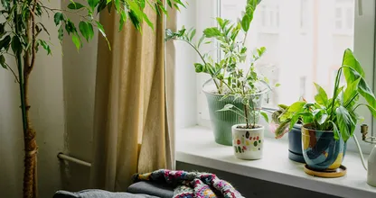 Handig: deze vier kamerplanten overleven zelfs in een donker hoekje