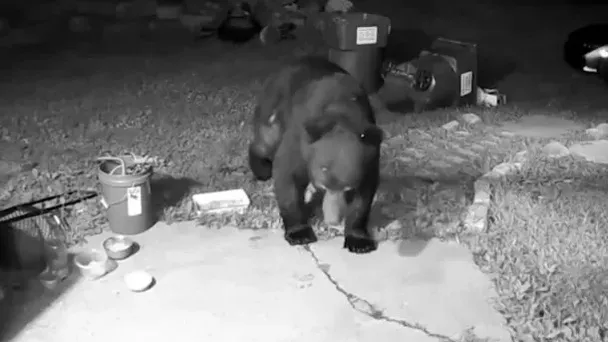 Katze stellt Bären, der versucht, in ihr Haus einzudringen – Sehen Sie, was passiert ist