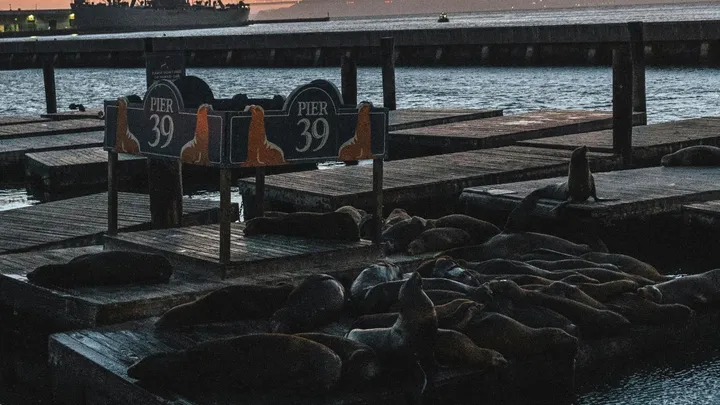 Wow! Duizend zeeleeuwen op pier in San Francisco