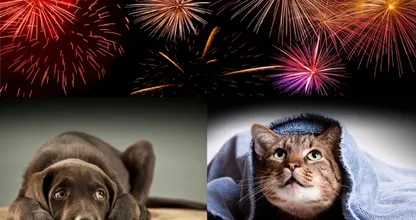 Vuurwerk en huisdieren betekent stress... Niet met DEZE tips, help je huisdier stressvrij oudejaarsavond door!