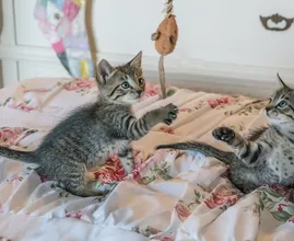 7 spielerische Ideen, damit deine Katze beschäftigt bleibt und nicht auf dumme Gedanken kommt (wie die Möbel zerkratzen!)