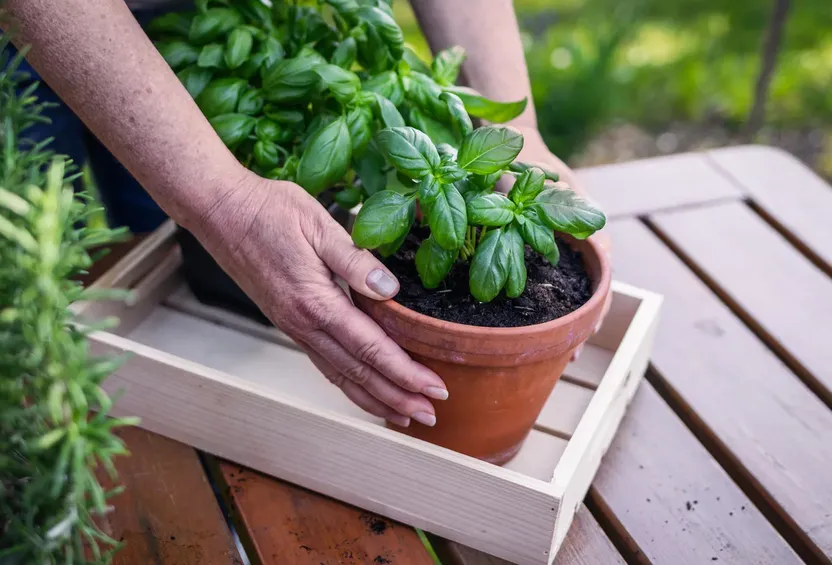 Plucking basil leaves one by one is why your plant gets tall and bare—here’s where to cut instead