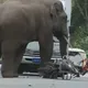 8 Stunning Stories Of Animals Who Took Revenge On Humans