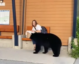 Woman Follows Bear into the Forest After It Unexpectedly Approaches Her at Bus Stop