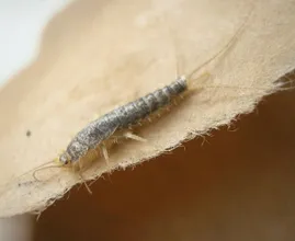 Hast du Silberfische im Haushalt? So wirst du sie ganz einfach los!