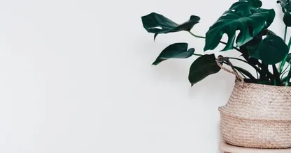 Dit is hoe je van de schimmel op de potgrond van je plant af komt