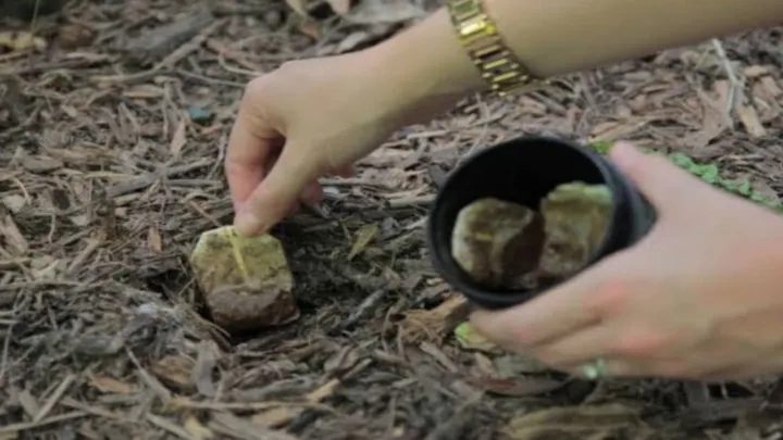 Poner las bolsitas de té usadas en el jardín tiene muchos beneficios