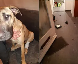 Vreselijk: hond en baasje gewond door vuurwerk in brievenbus