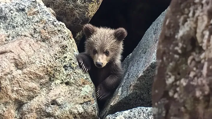 Woman Follows Bear into the Sea After It Approaches Her on the Beach