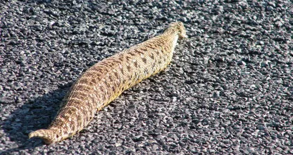 Dieser Schlange wurde in freier Wildbahn gesichtet – Tierarzt nach Untersuchtung schockiert